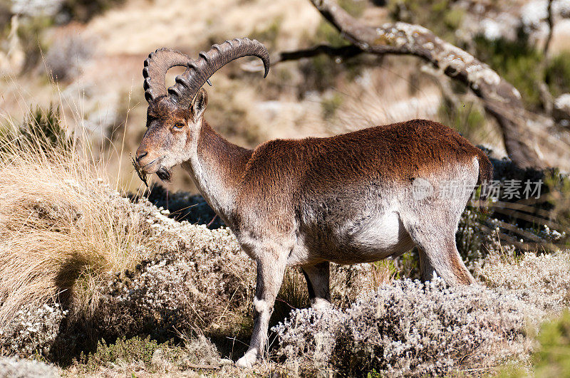 Female Walie Ibex grazing in the Simien Mountains